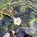 Ranunculus fluitans habit picture by laurent boniface (cc-by-sa)