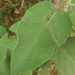 Solanum erianthum leaf picture by Shehadi Ramiz (cc-by-sa)