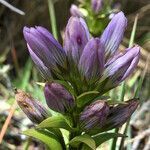 Gentianella selaginifolia flower picture by Fabien Anthelme (cc-by-sa)