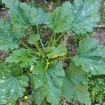 Cucurbita pepo habit picture by Jean-René Girardeau (cc-by-sa)