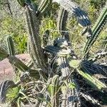 Praecereus euchlorus habit picture by Trap Hers (cc-by-sa)