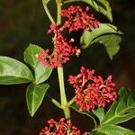 Cissus alata flower picture by Nelson Zamora Villalobos (cc-by-nc)