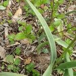 Tulipa sylvestris leaf picture by Arnaud Tirmarche (cc-by-sa)