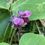 Pueraria montana flower picture by anne silvernail (cc-by-sa)