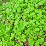 Lapsana communis habit picture by Anna Pickering (cc-by-sa)