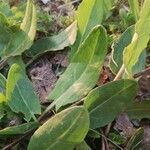 Rumex acetosa leaf picture by em wu (cc-by-sa)