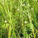 Trifolium squamosum habit picture by Pierre LEON (cc-by-sa)