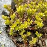 Sedum alpestre flower picture by Johannes Fischer (cc-by-sa)