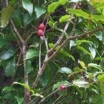 Syzygium cymosum fruit picture by JEAN LUC ABELARD (cc-by-sa)