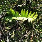 Polypodium vulgare leaf picture by Anton Heuven (cc-by-sa)