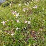 Silene nutans habit picture by Eric Rebsamen (cc-by-sa)