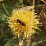 Centaurea collina flower picture by Georges Olioso (cc-by-sa)