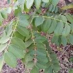 Cassia javanica leaf picture by Ankit Pathak (cc-by-sa)