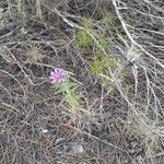 Atractylis humilis habit picture by Prieta Javier (cc-by-sa)