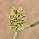 Sclerochloa dura flower picture by lior gaber (cc-by-sa)