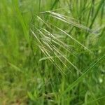 Bromus sterilis flower picture by Werner Topp (cc-by-sa)