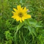 Silphium radula flower picture by Railey (cc-by-sa)