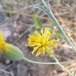 Porophyllum obscurum flower picture by Trap Hers (cc-by-sa)