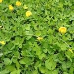 Arachis pintoi habit picture by pedrogc -- (cc-by-sa)