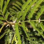 Vachellia cornigera leaf picture by Nelson Zamora Villalobos (cc-by-nc)