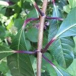 Fuchsia paniculata leaf picture by visiones (cc-by-sa)