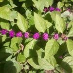 Callicarpa americana habit picture by Nick Emeric (cc-by-sa)