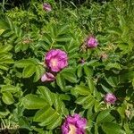 Rosa rugosa habit picture by Denis Bastianelli (cc-by-sa)