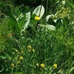 Hypochaeris uniflora habit picture by Daniel Bourget (cc-by-sa)