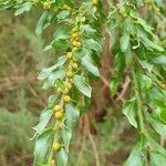 Acacia paradoxa fruit picture by arlas (cc-by-sa)