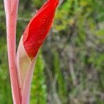 Gladiolus watsonioides flower picture by susan brown (cc-by-sa)