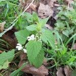 Lamium flexuosum flower picture by Joffrey Joffrey (cc-by-sa)