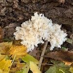 Monotropa hypopitys fruit picture by ovci crud (cc-by-sa)