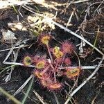 Drosera rotundifolia flower picture by Riddler Tom (cc-by-sa)