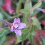 Epilobium anagallidifolium flower picture by Denis Bastianelli (cc-by-sa)