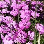 Phlox subulata flower picture by Michaela Wimmer (cc-by-sa)