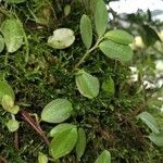 Peperomia rotundifolia leaf picture by Luz Rodríguez De Rovira (cc-by-sa)