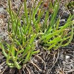 Plantago crassifolia habit picture by Serge Fournier (cc-by-sa)