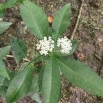 Asclepias perennis leaf picture by Lisa Lisa (cc-by-sa)