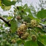 Morus alba fruit picture by Anthony Fernandez (cc-by-sa)