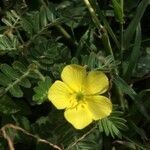 Tribulus cistoides flower picture by Hugo SANTACREU (cc-by-sa)