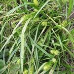 Carex lupuliformis leaf picture by Kymberly Strong (cc-by-sa)