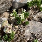 Galium pyrenaicum flower picture by Fabien Anthelme (cc-by-sa)