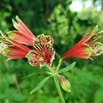 Alstroemeria psittacina flower picture by K O (cc-by-sa)