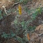 Prosopis strombulifera habit picture by Trap Hers (cc-by-sa)