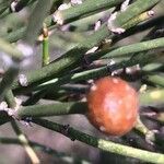 Ephedra major fruit picture by Centeno Juan D (cc-by-sa)