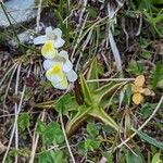 Pinguicula alpina habit picture by manuseitz (cc-by-sa)