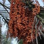 Phoenix canariensis fruit picture by Dieter Albrecht (cc-by-sa)