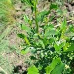 Baccharis tridentata habit picture by Trap Hers (cc-by-sa)