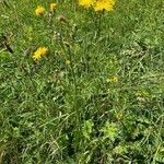 Crepis biennis habit picture by Jacques Zuber (cc-by-sa)