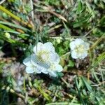 Parnassia palustris flower picture by S R (cc-by-sa)